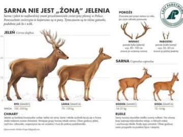 sarna nie jest zona jelenia